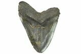 Fossil Megalodon Tooth - South Carolina #124750-1
